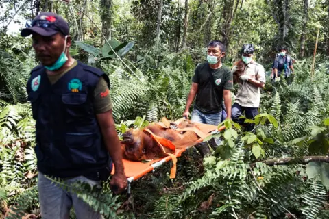 Charlie Dailey The SOCP team carry the sedated female and her baby out of the forest to the vehicles that will relocate them to a safe forest northern Sumatra