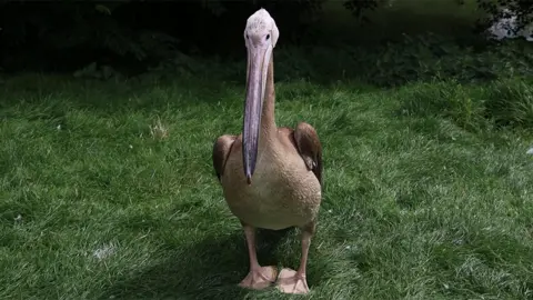 Blackpool Zoo Missing pelican