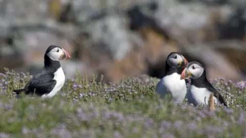 AWT Puffins