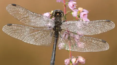 Iain H Leach Black darter