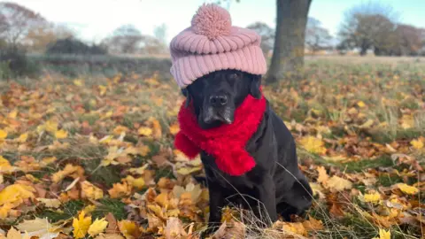 VictorTheVole/Weather Watchers A Labrador in Waldringfield, Suffolk