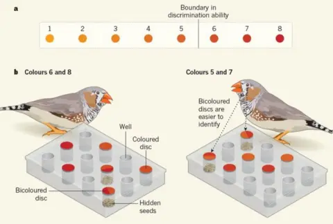 NATURE Infographic showing experiment