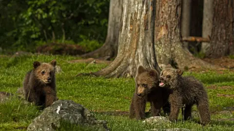 Jenny Hibbert Three bear cubs in Finland