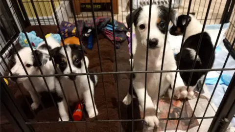 RSPCA Cornwall branch Collie puppies