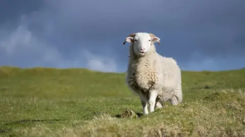 Getty Images A happy sheep grazing