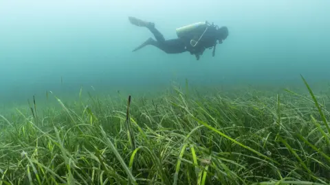 Paul Naylor Seagrass