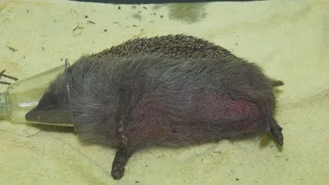 Scottish SPCA Hedgehog