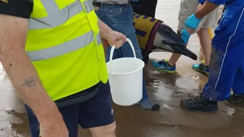 Port Talbot coastguard Stranded dolphin and rescuers