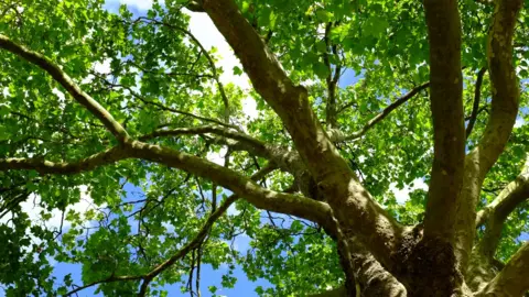 BBC Tree with blue sky