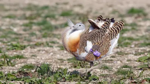Great Bustard Group Great bustard
