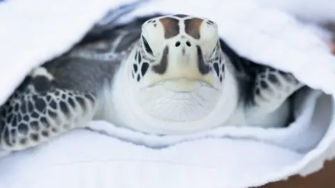 PA Media Rescued turtle April