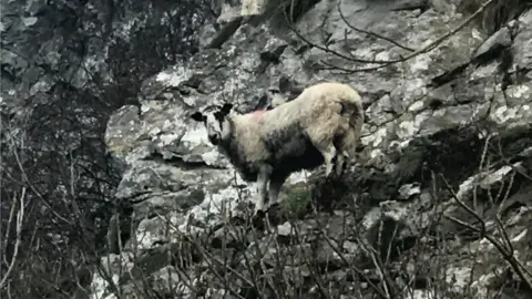 RSPCA Sheep rescue