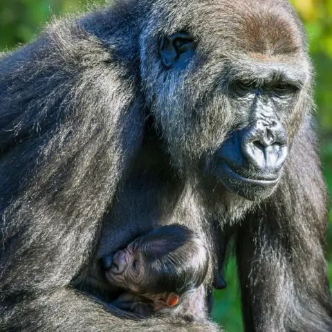 PA Media Kala the western lowland gorilla and her baby