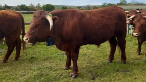 Dynamic Dunescapes  Cows in Studland Bay with GPS collars