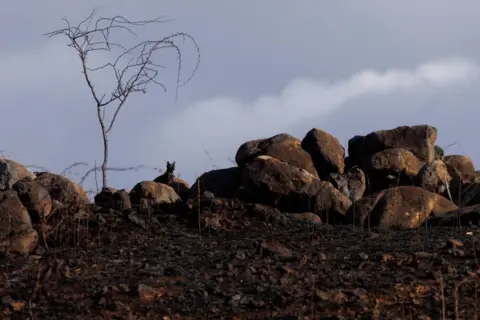 Mike Blake / Reuters A cat looks out from a burned open field