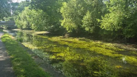 Grace Newton/BBC The half-full canal next to a footpath with grass and green moss on top, with treats filled with thick green leaves surrounding it.