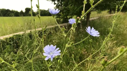LDRS Pale purple flowers grow on a budding, scraggly plant growing out of rough grass in a field. A brick wall is dividing the field from the next.