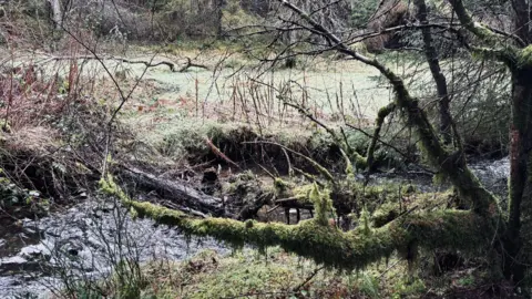 Small stream in forest with overhanging branches covered in moss and fallen tree trunk in the water