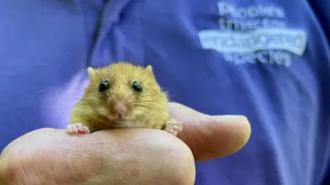 One of 30 dormice released in a secret location in Lancashire
