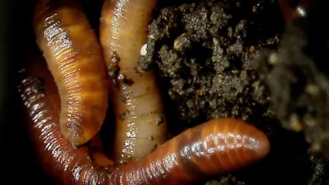 BBC 30% of earthworm samples contained plastic