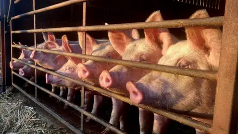 John Fairhall/BBC Pigs at farm in Metfield