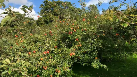 Pete Adams, RHS Christmas Pippin apple tree