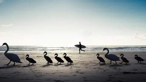 Perran Tremewan Swan family on Perranporth beach