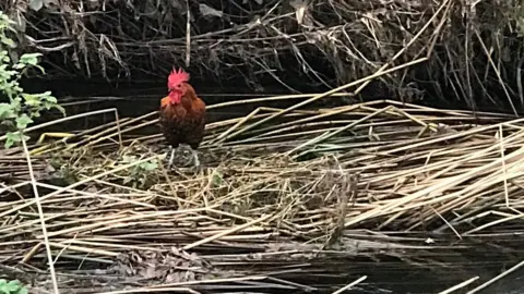 RSPCA Cockerel