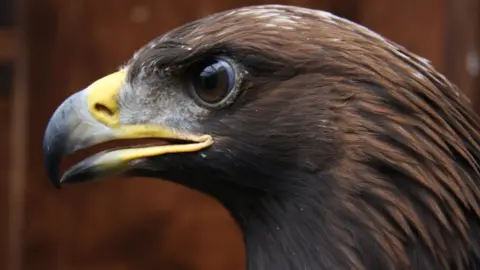 Golden Eagle Trust Golden eagle