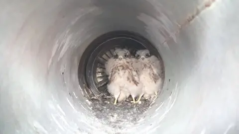 RSPCA Cymru The birds were discovered in the aircraft's exhaust