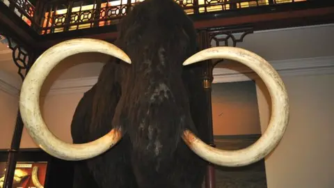 BBC Ipswich Museum's woolly mammoth replica.