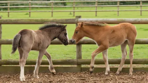 Bransby Horses Foals