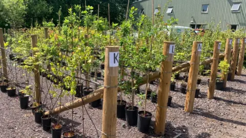 Shropshire Council Trees in need of a home