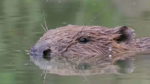 Cheshire Wildlife Trust Beaver in water