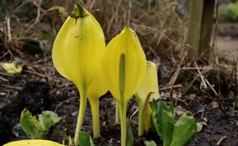 Getty Images American Skunk Cabbage is a non-native invasive species now found in the UK