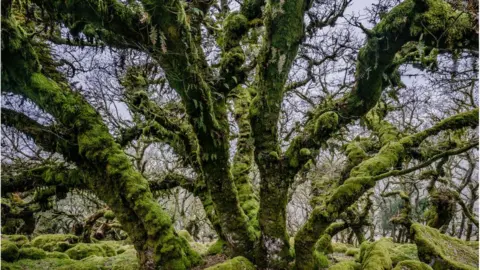 Charles Sainsbury-Plaice Wistman's Wood