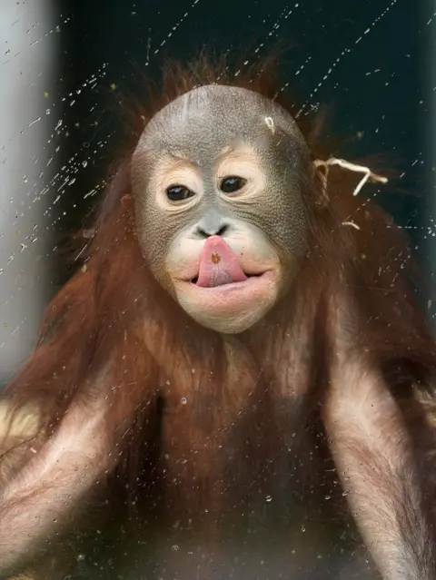Vitaly Nevar / Reuters An orangutan pushes its tongue against glass
