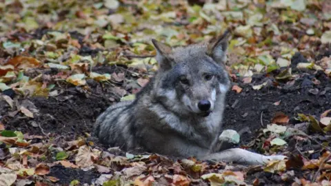 Cotswold Wildlife Park Ember