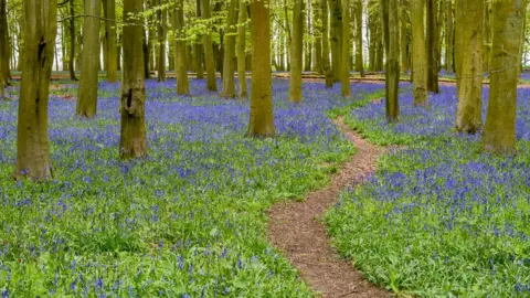 Anthony P Morris Bluebells at Badbury Hill