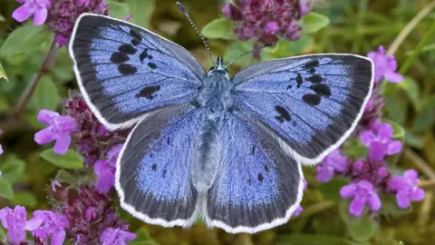 Butterfly Conservation; Keith Warmington Large blue butterfly