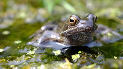 Getty Images Common frog