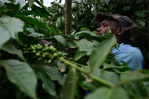 AFP A farmer is seen in the midst of coffee trees' green foliage.