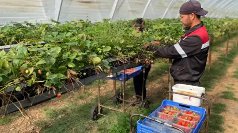 BBC Person picking strawberries at a farm in North Wheatley, Nottinghamshire