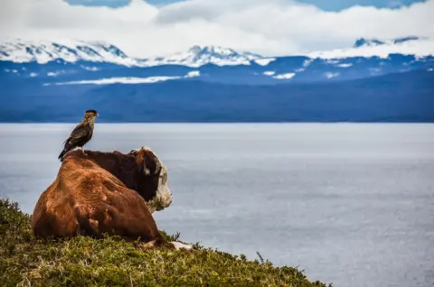 Pablo Javier Merlo A cow and a bird looking at mountains