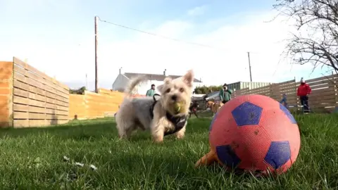 Dog playing