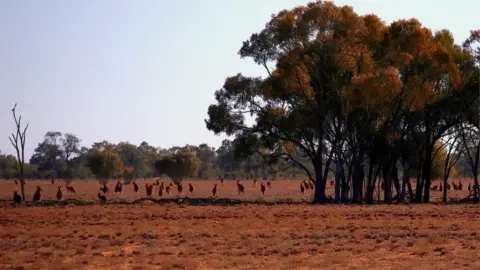 Reuters Kangaroos are seen in a parddock in Cunnamulla, Queensland