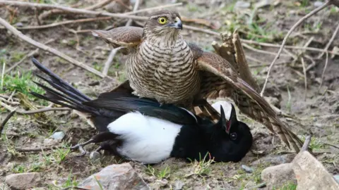 Ben Porter Sparrowhawk kills a magpie