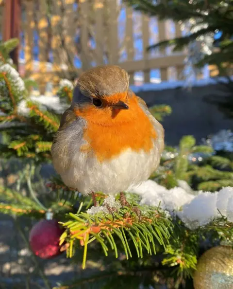 Alöna Ro A red-breasted robin perched on a show-covered evergreen tree.