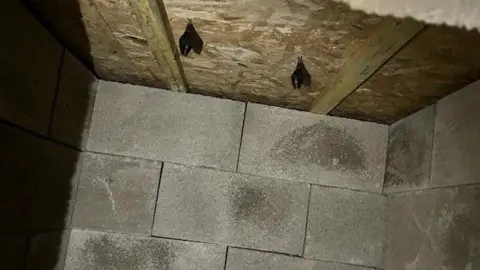 CEC Two black lesser horseshoe bats hanging on the wall next to each other inside a barn