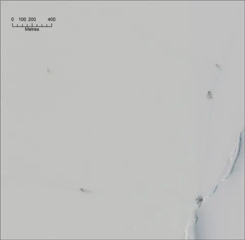 Peter Fretwell A satellite picture of sea ice showing an expanse of white with small smudges of brown